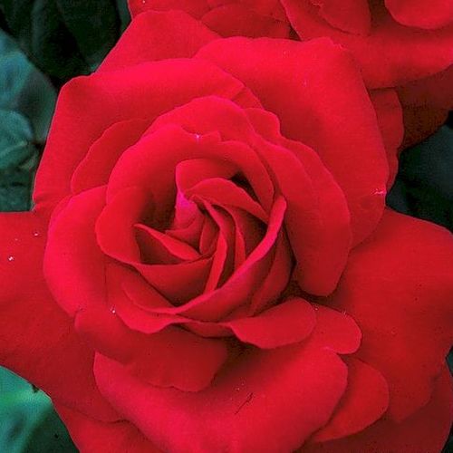 Rosa Liebeszauber 91® - rosso - rose ibridi di tea